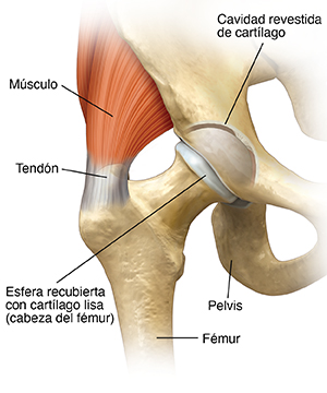 Vista frontal de la articulación de la cadera.