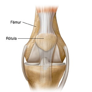 Vista frontal de la articulación de la rodilla donde se observa la rótula.