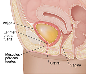 Primer plano de un corte transversal de la pelvis femenina donde se muestra la vejiga llena de orina.