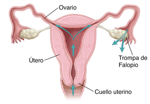 Vista frontal de la sección transversal del aparato reproductivo femenino donde pueden verse flechas que muestran el recorrido a través de la vagina, el cuello uterino, el útero y las trompas de Falopio.